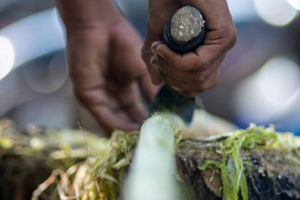 istock process of making sugar cane juice 2057622789