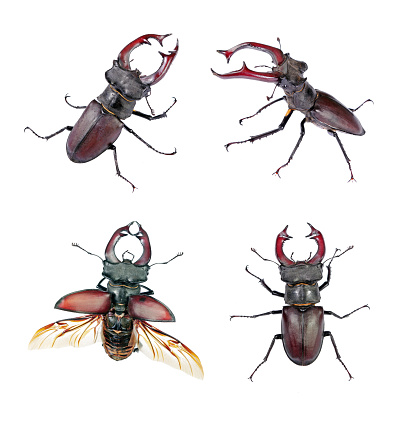 stag beetles. collection of stag beetles isolated on white.