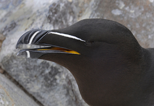 A well focussed close-up of the head of a Razorbill. Good details against a natural rock background.