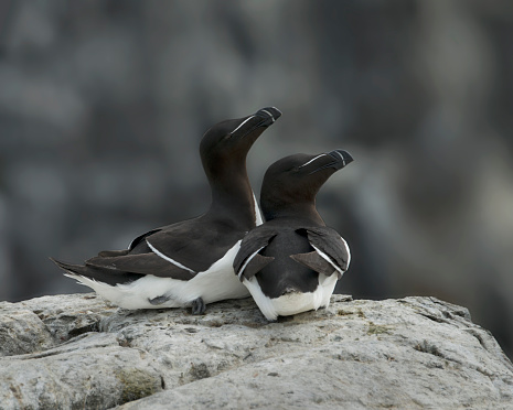A rear view of a pair of Razorbill, Alco Torda, sitting on a rock outcrop. Close-up and well focussed against a natural blurred background.