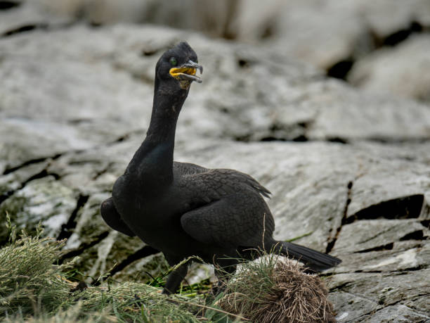 istock Cormorant, Phalacrocorax carbo. 2057640205