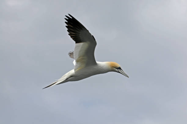 istock Gannet flying, Morus bassanus 2. 2057643345