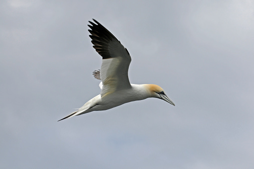 A well focussed gannet flying above the boat on the way to Bass Rock. Well focussed with good detail against a grey sky.