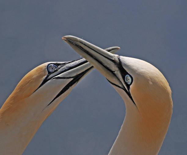 istock A pair of Gannets, Morus bassanus. 2057643347