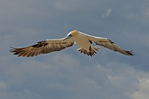 This gannet is flying with all its flight feathers visible and extended so that it will fly as slowly as possible. Well focussed against a soft sky with a few light clouds.