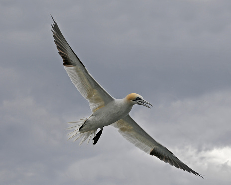 A single gannet flying with its wings extended and its flight feathers closed. It dived seconds after I took this shot. The sky is cloudy and rain soon followed.