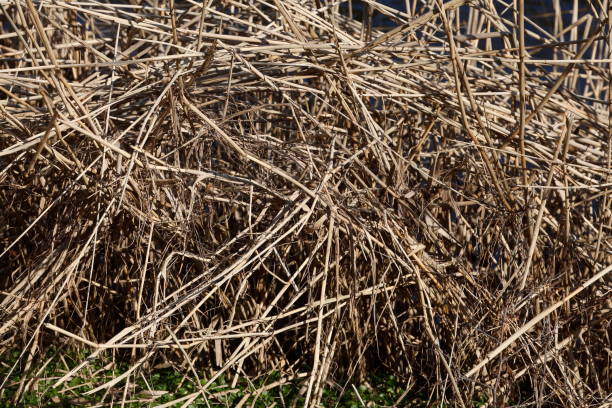 istock Brown reed grasses, background, Germany 2057649768