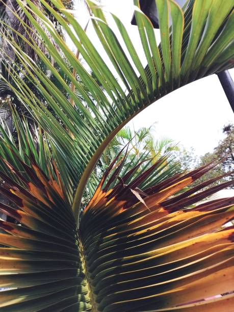 istock Beautiful of green tropical leaves 2057655190