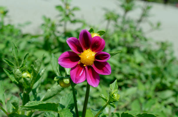 beautiful dahlias in the park.