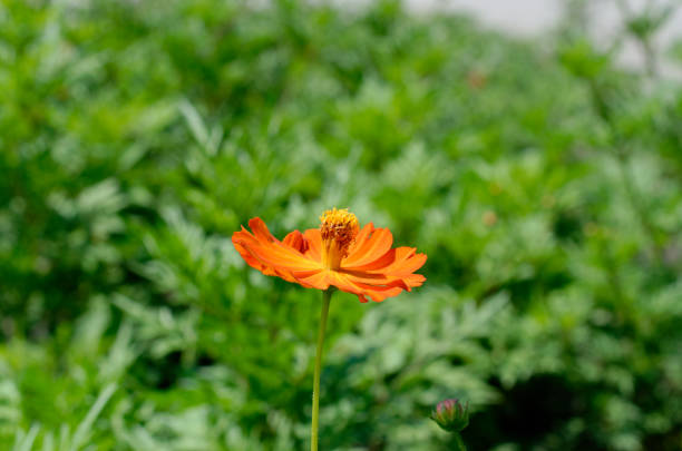 a beautiful orange flower that grows in the park.