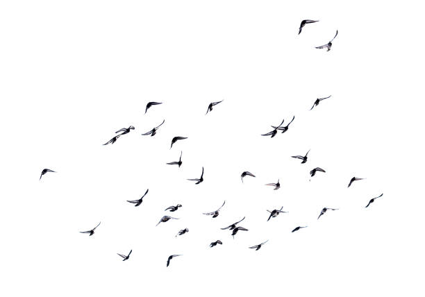istock Pigeons in flight isolated on a white background 2057660083
