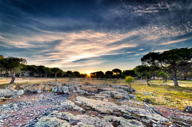 istock Sunrise in the pine forests 2057660592