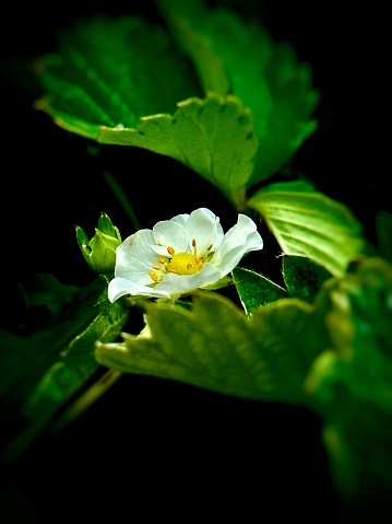 Close up of a freshly White strawberry flower plant in the garden. Summer gardening background.