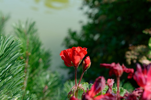 beautiful red rose.