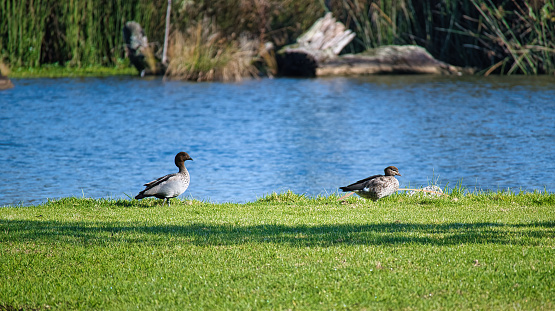 A pair of Australian wood ducks enjoying a lakeside retreat at Lake Mulwala