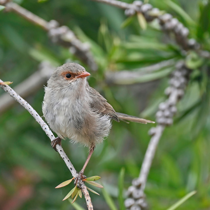 Young wild Superb Fairy Wren observing its surroundings intently from a twig