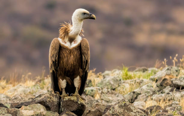 istock Griffon Vulture (Gyps fulvus) on feeding station 2057689091