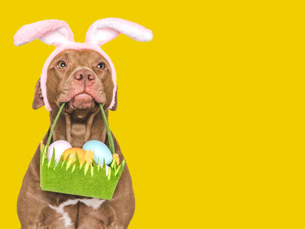 istock Happy Easter. Brown dog and a basket of Easter eggs 2057690150