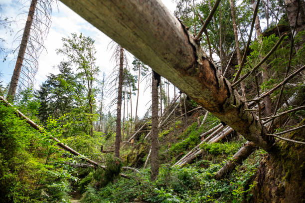 Forest damaged by drought and bark beetles in Saxon Switzerland.