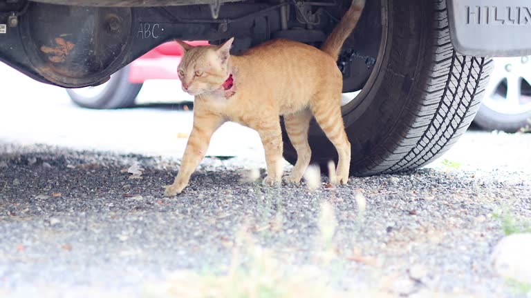 Ginger Cat Exploring Under a Truck