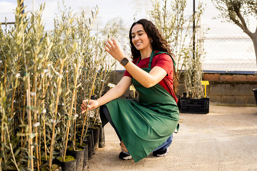 A young Latina woman works at a plant nursery dressed in a dark green apron. The girl is placing an olive tree in its place. Concept of working woman. Women in the agronomic sector.