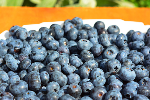 Yogurt with Blueberries, Blackberries, Raspberries. Selective focus,on a white background.