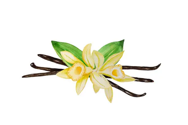Vector illustration of Vector and watercolor vanilla. Vanilla pods and flowers,  hand painted on paper, white background