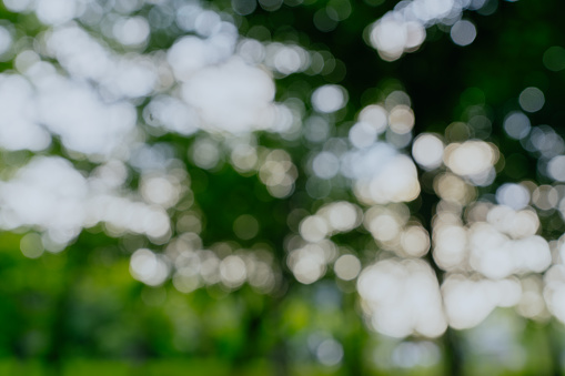 Abstract natural bokeh green leaves blurred background.