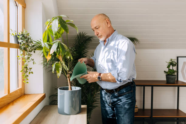istock Senior man watering plant at home 2057740667