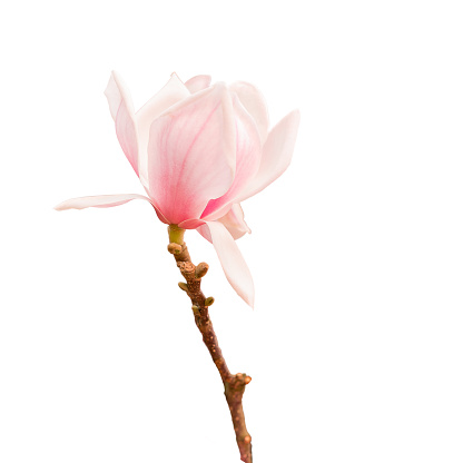 Blooming magnolia tree in spring isolated on white background.