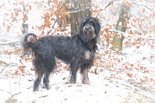 Goldendoodle in the snow. Snowy forest. Black curly fur with light brown markings. Animal photo in nature
