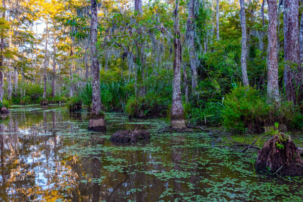 Swamps on sunset. Louisiana. Boat excursion to the protected areas of the Mississippi Basin. Quiet creek with water lilies. Travel to America.