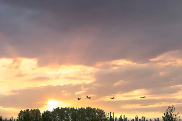 Cranes fly over trees in a forest at sunset. Migratory birds on the Darss. Wildlife photo of birds from nature at the Baltic Sea.