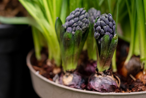hyacinth flower sprouts from bulb in spring garden