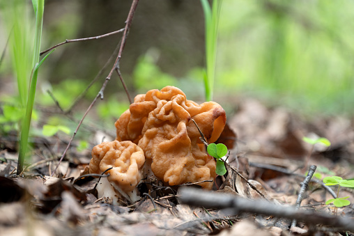 Gyromitra mushroom grows in spring forest