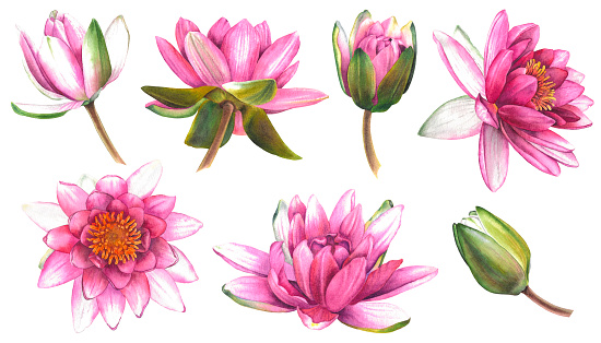 Set of water lilies. Hand drawn watercolor illustration of pink lotus flowers and buds on isolated background. Botanical painting is suitable for zen design, wedding invitation or greeting card.