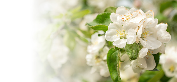 blooming apple tree branch with white flowers spring banner