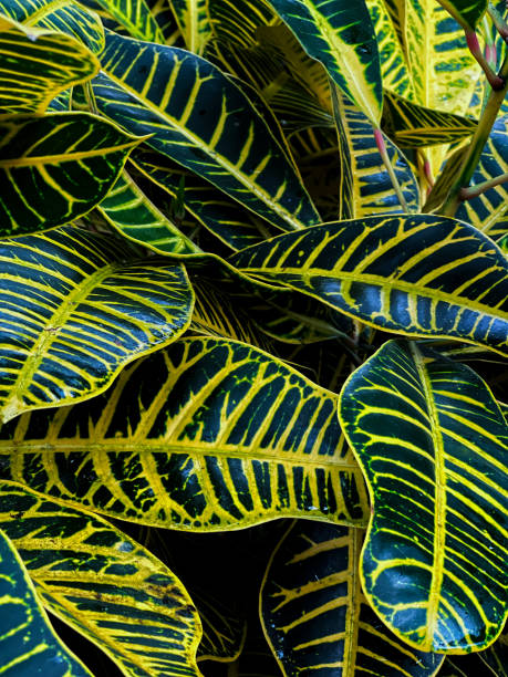 istock Tropical green leaves abstract background, top view 2057767878