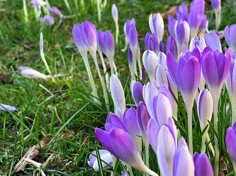 Beautiful purple crocus flowers growing on the ground in spring, blurry background