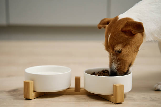 istock Dog eating dry food from bowl in kitchen 2057770017