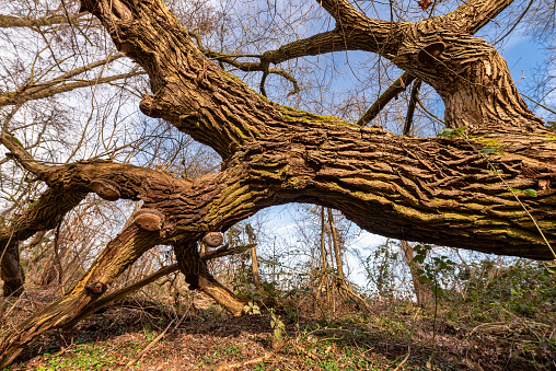 Tree trunk, treetop and branches of a gnarled, old oak tree that has fallen over due to wind breakage, with undergrowth and the bare branches of other deciduous trees