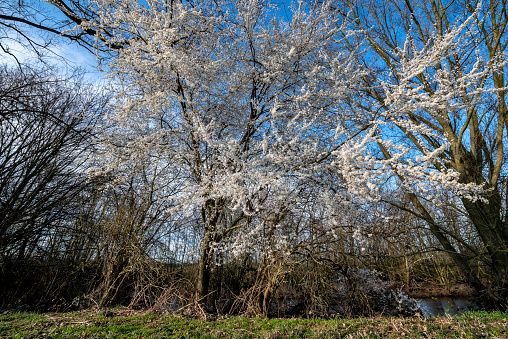 White blossoming cherry tree in a leafless deciduous forest with undergrowth in beautiful, sunny weather