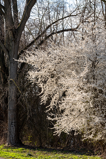 White blossoming cherry tree illuminated by the sun in a forest against a dark background and the trunk of a bare deciduous tree
