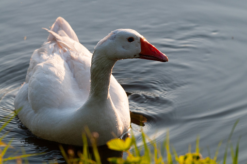 Close-up of a Feral Grelag Goose -Anser anser forma domestica- along the Denderd River, in East Flanders.