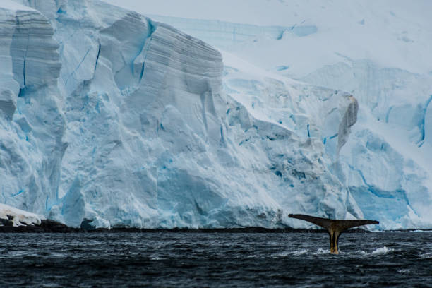 istock Tail of a humpback whale in the Antarctic 2057783695