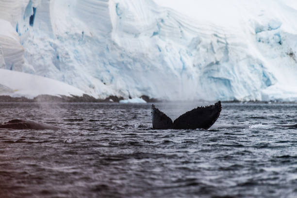 istock Tail of a humpback whale in the Antarctic 2057783706