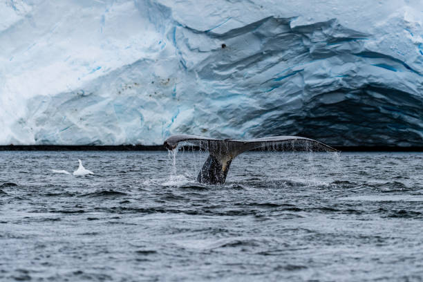 istock Tail of a humpback whale in the Antarctic 2057783717