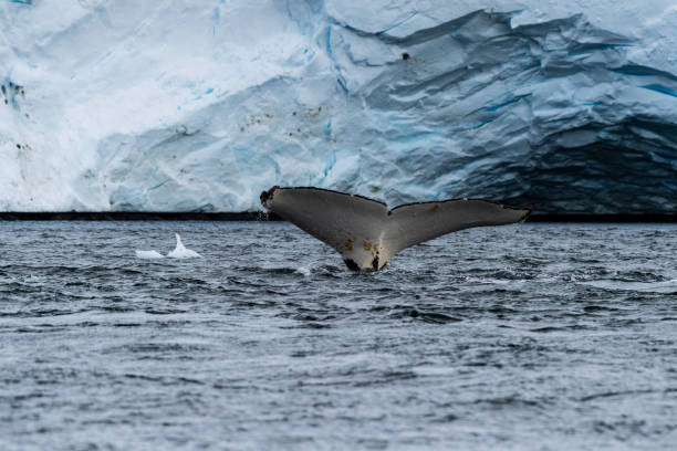 istock Tail of a humpback whale in the Antarctic 2057783719
