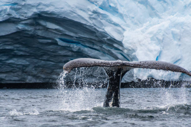 istock Tail of a humpback whale in the Antarctic 2057783724