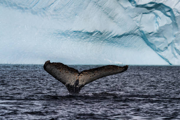istock Tail of a humpback whale in the Antarctic 2057783728
